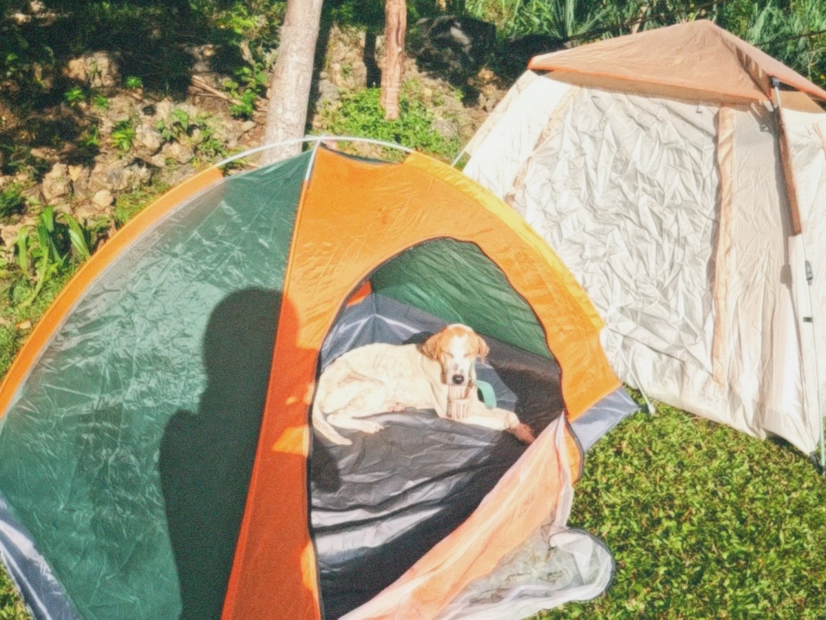 Real & raw road trip through Southern Philippines (with a dying dog in&nbsp;tow)